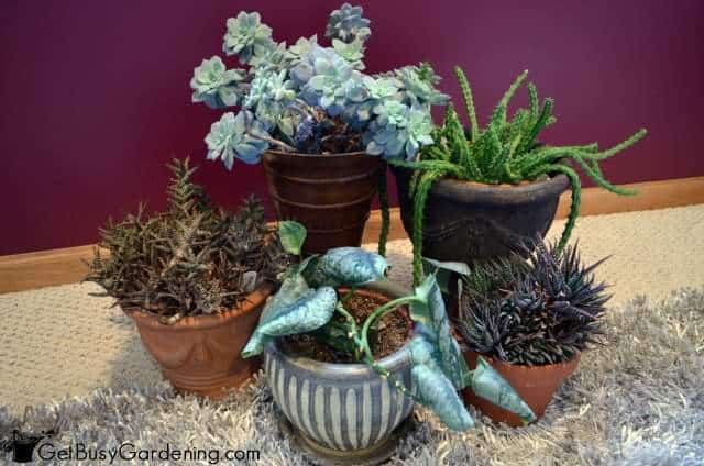 Houseplant Pests Love The Winter