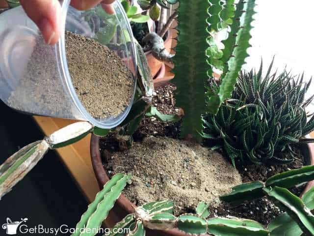 Sand Helps Control Soil Gnats