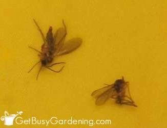 Soil Gnats In My Houseplants