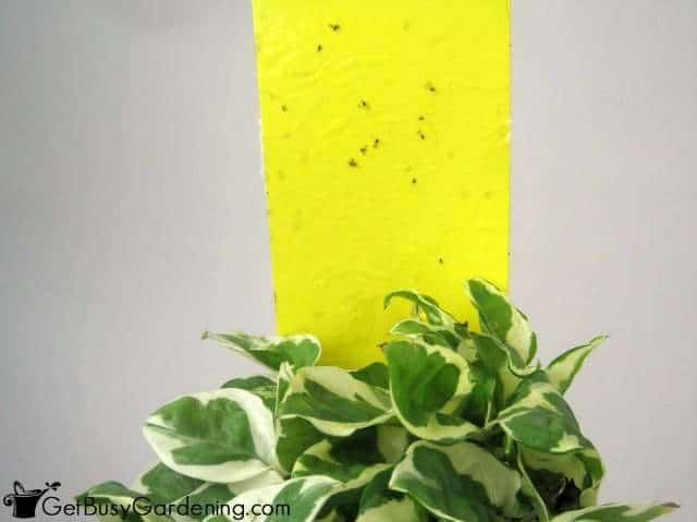 Yellow Sticky Trap To Control Soil Gnats