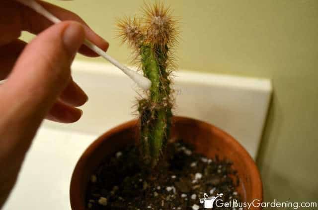 Rubbing Alcohol Mealybugs