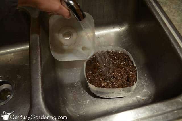 Watering The Winter Sowing Containers
