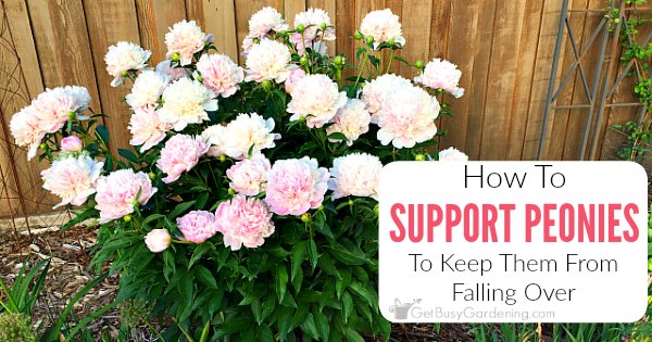 28 best how to preserve peonies 25 best ideas about spring flowers on pinterest euphorbia 28 best how to preserve peonies 25 best ideas about spring flowers on pinterest euphorbia