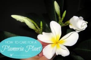 Plumeria Plant Care: How To Care For A Potted Plumeria Plant