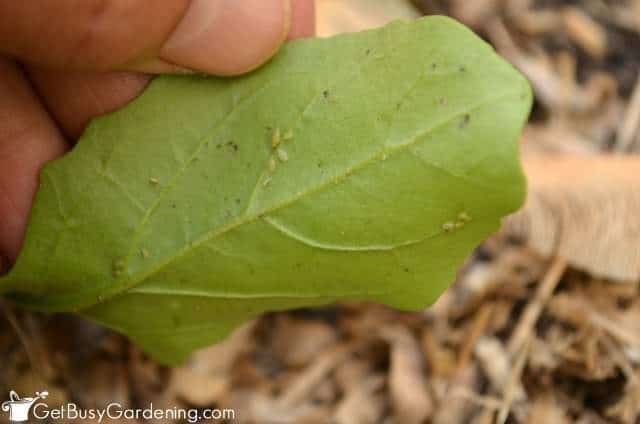 Aphids Houseplant Pests