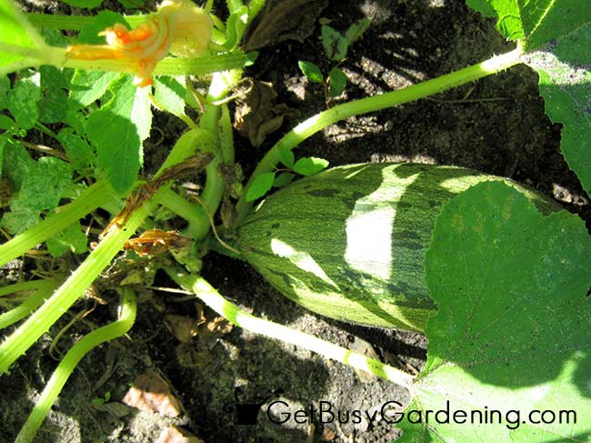 Healthy Squash Plant
