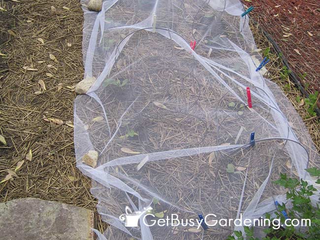 Homemade Row Cover Over Squash Seedlings