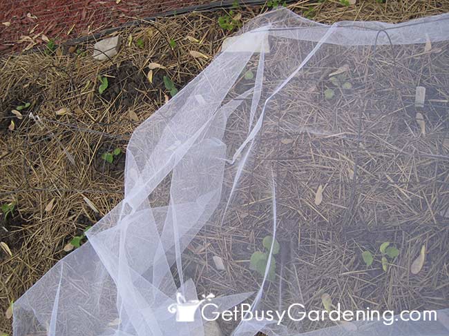 Row Covers Help To Avoid Squash Borer