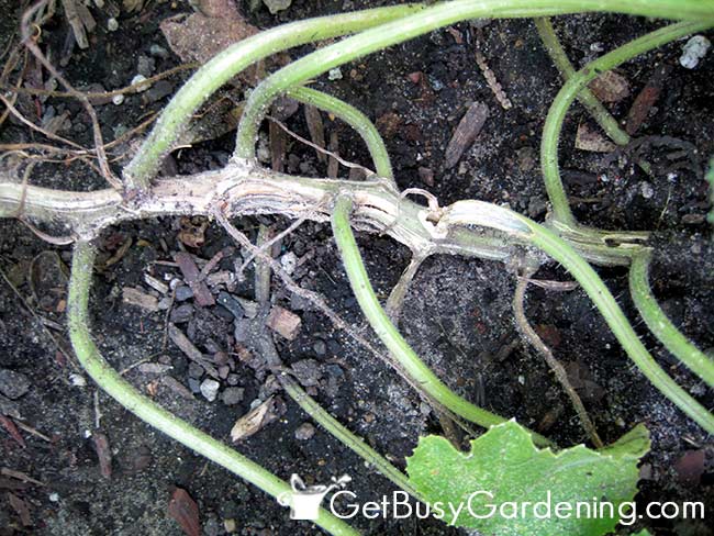Squash Borer Damage To Squash Vine