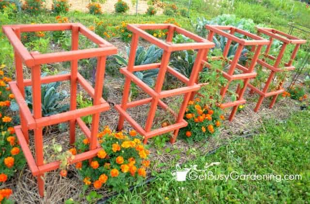 Sturdy Tomato Cages Stained Orange