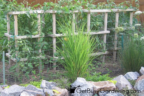 Building Sturdy Tomato Cages