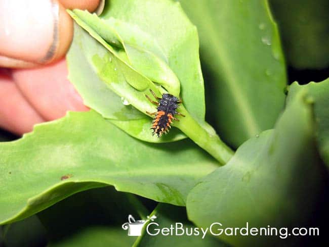 Ladybug Larvae