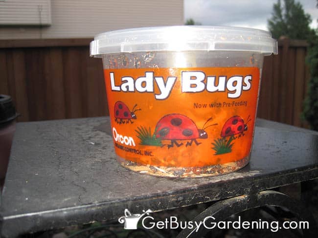 Ladybugs As Organic Pest Control