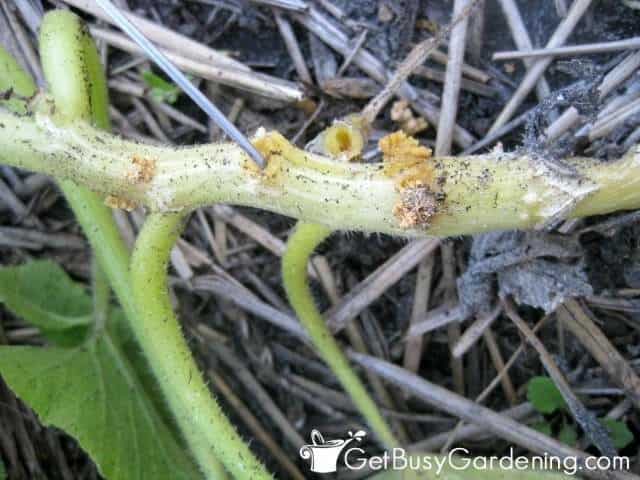 Remove Squash Borer With A Needle