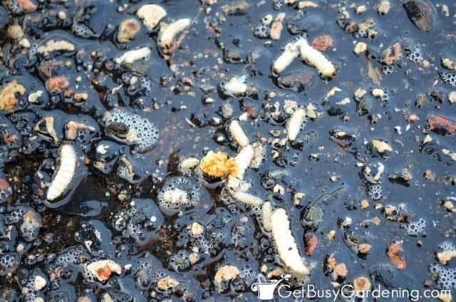Squash Borers Removed From Squash Vines