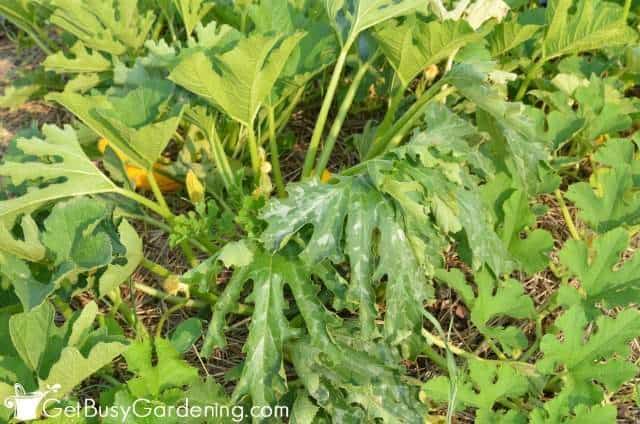 Squash Plant Collapsing Because Of Squash Borer