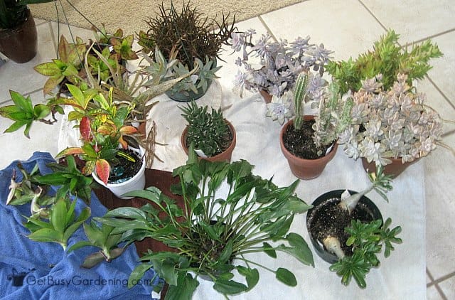 Bringing plants indoors without bugs