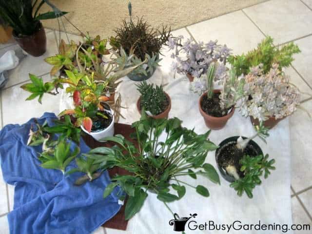 Bringing Plants Indoors Without Bugs