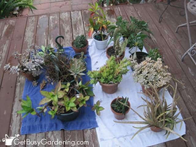 Debugging Plants To Overwinter Inside