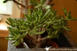 Jade Plant Care Guide How To Grow Crassula Get Busy Gardening