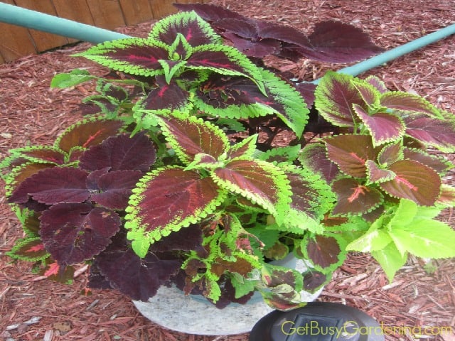 Coleus