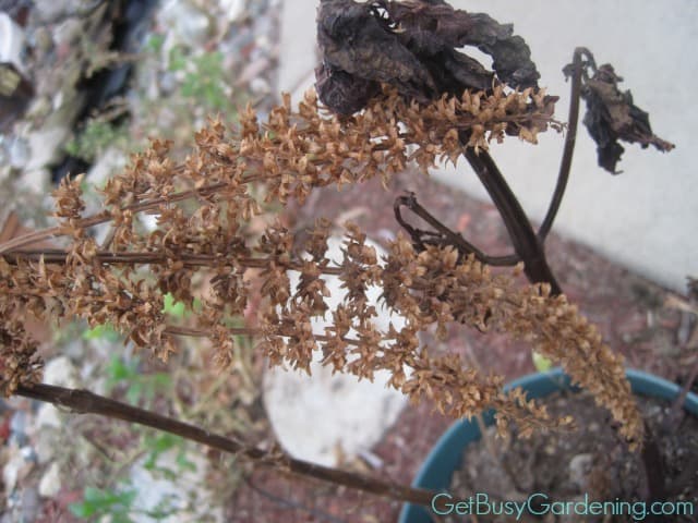 Dried Coleus Flower Spike