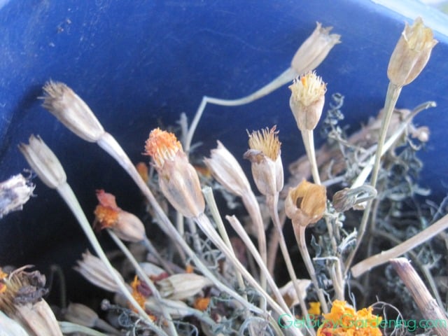 Dried Marigold Flower Heads