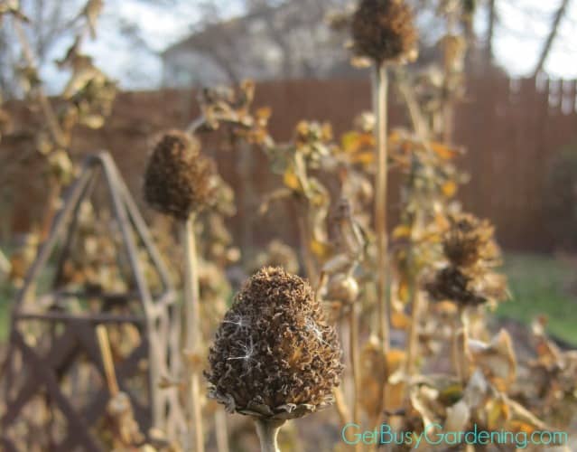 Dried Zinnia Flower Heads
