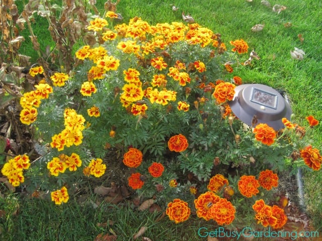 Marigolds
