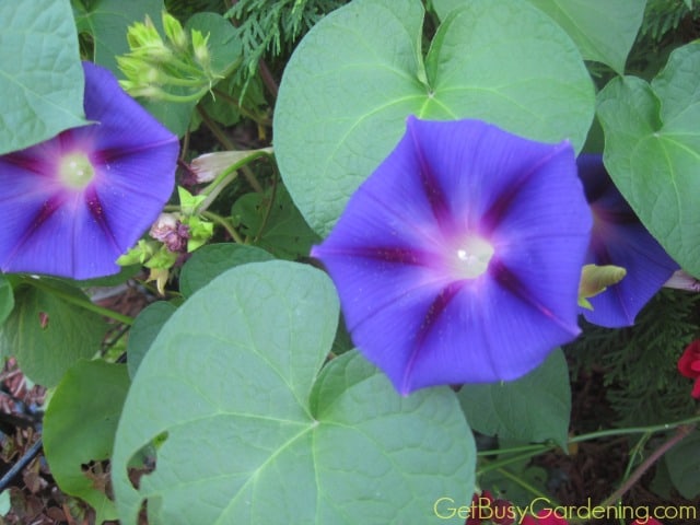 Morning Glory