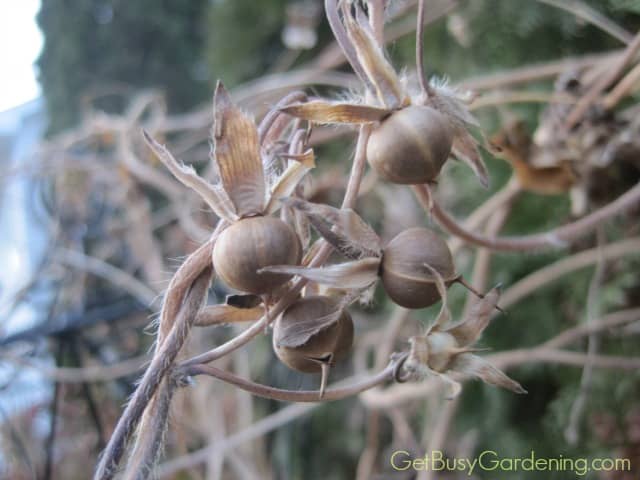 Morning Glory Seed Pods