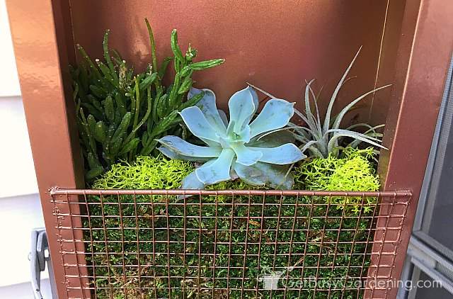 Types of succulents in the frame