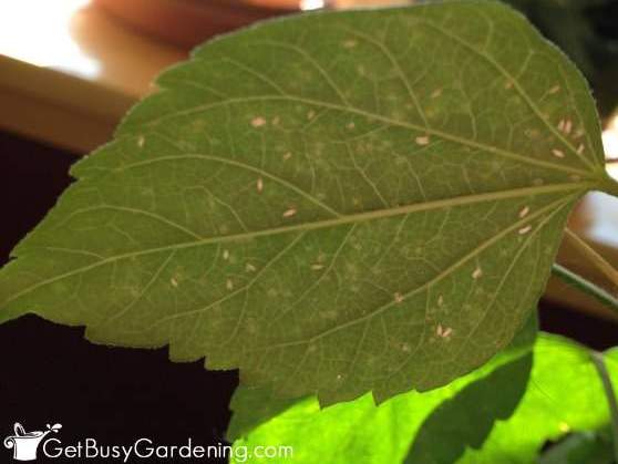 Whiteflies On Houseplants