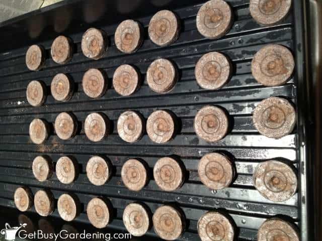 Seed Starting Peat Pellets In Tray
