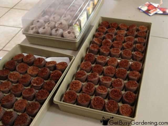 Sowing Seeds In Seed Starting Peat Pellets