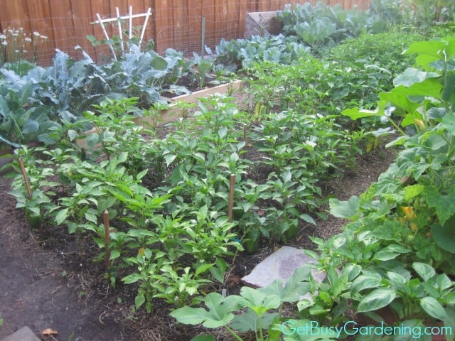 2011 Vegetable Garden