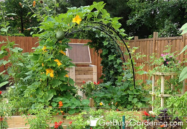 Squash Arch In The Garden