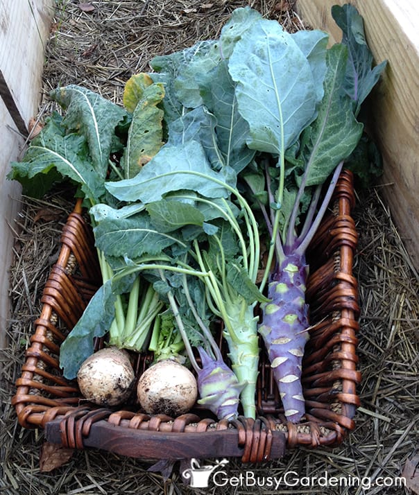 Kohlrabi And Turnips