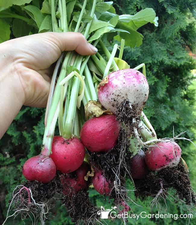 Radishes GrownIng Part Shade