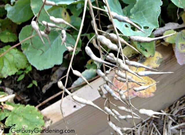 Collecting Radish Seeds From The Garden