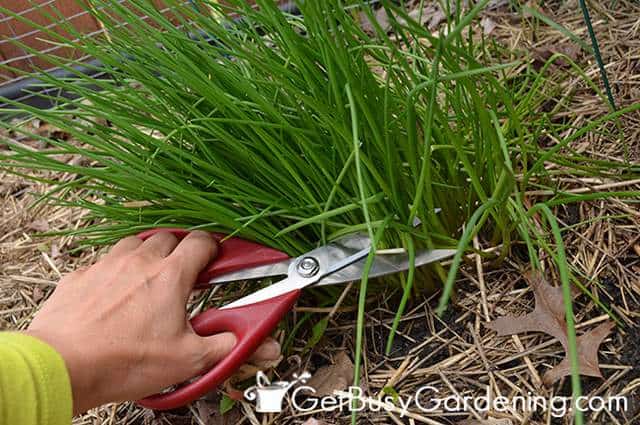 Harvest Chives When Young