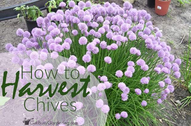 How to harvest chives