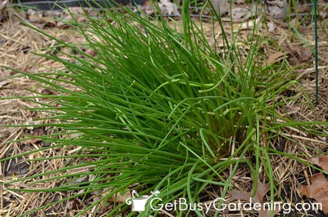 Tender New Growth On Chives