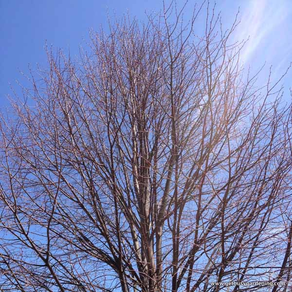 The trees poking into the blue sky