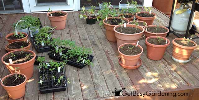 Start Hardening Off Seedlings In Shade