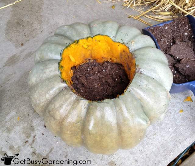 Add Dirt To The Pumpkin Planter