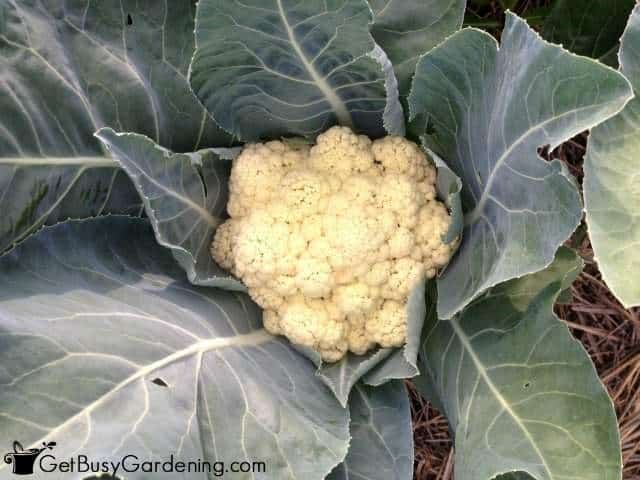 Cauliflower Tastes Better After Frost