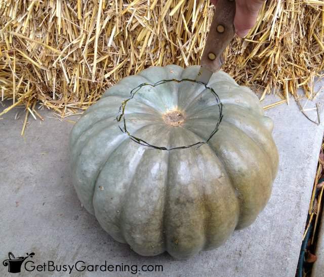 Cut Opening To Plant The Mum In The Pumpkin