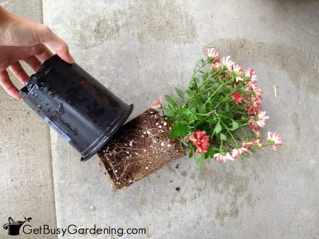 Gently Remove Mum From Pot