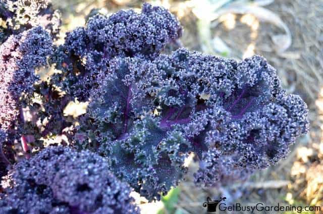 Kale Tastes Better After Frost